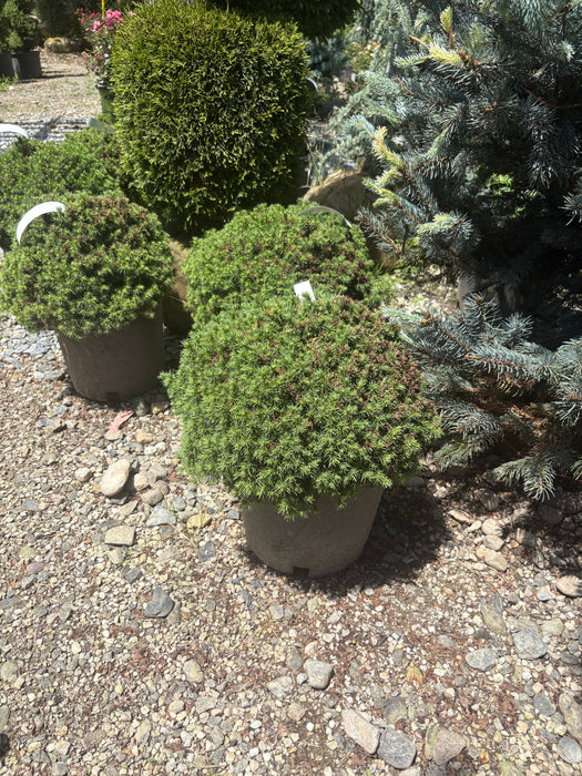 Humpty Dumpty White Spruce