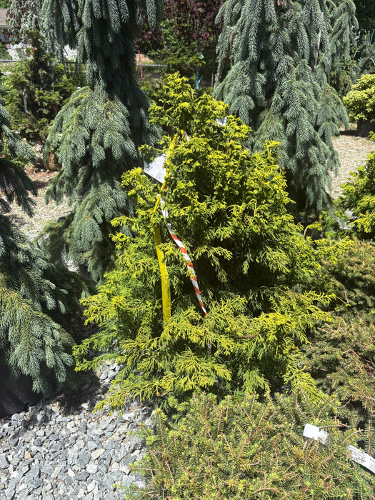 Sunny Swirl False Cypress