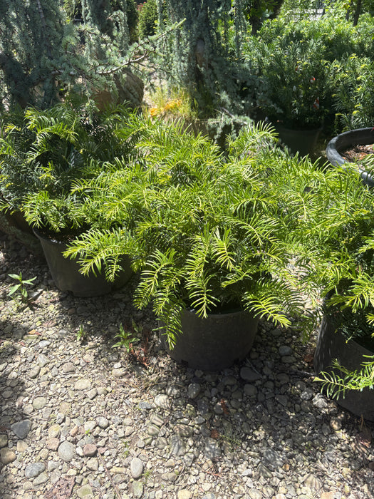 Prostrate Japanese Plum Yew