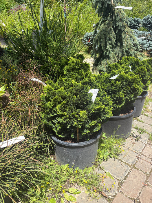 Compact Hinoki Cypress