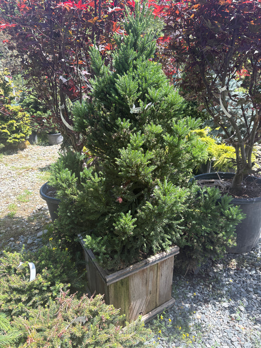 Black Dragon Japanese Cedar