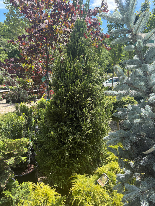 Rein's Dense Jade Japanese Cedar