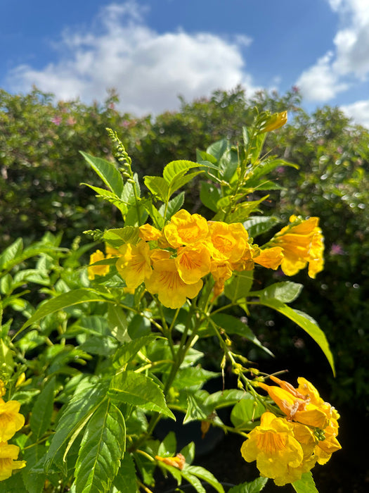 Yellow Bells