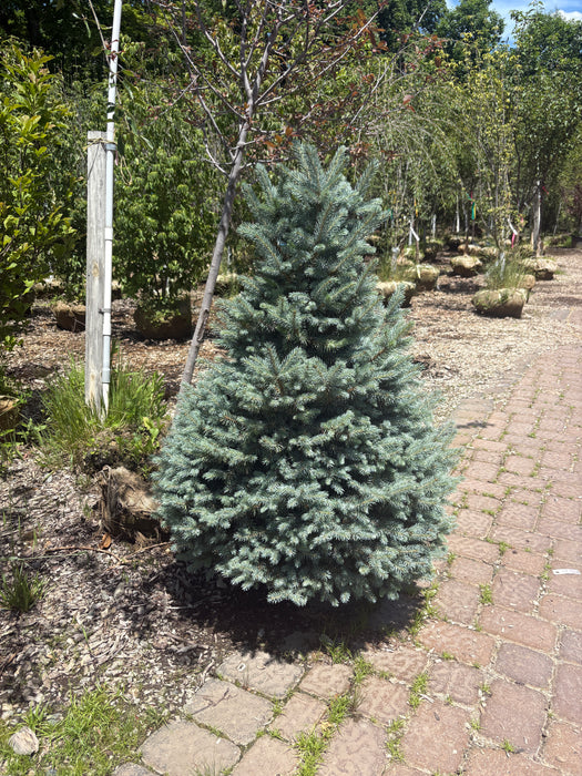 Sester Dwarf Blue Spruce