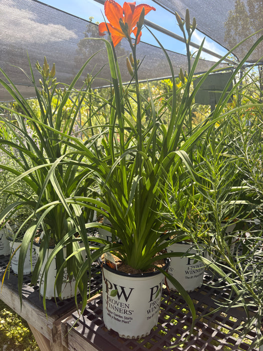 Rainbow Rhythm® Primal Scream Daylily