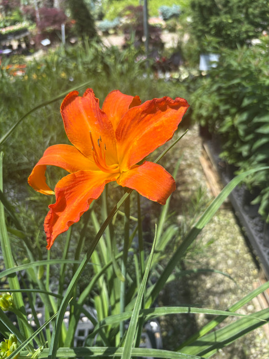 Rainbow Rhythm® Primal Scream Daylily
