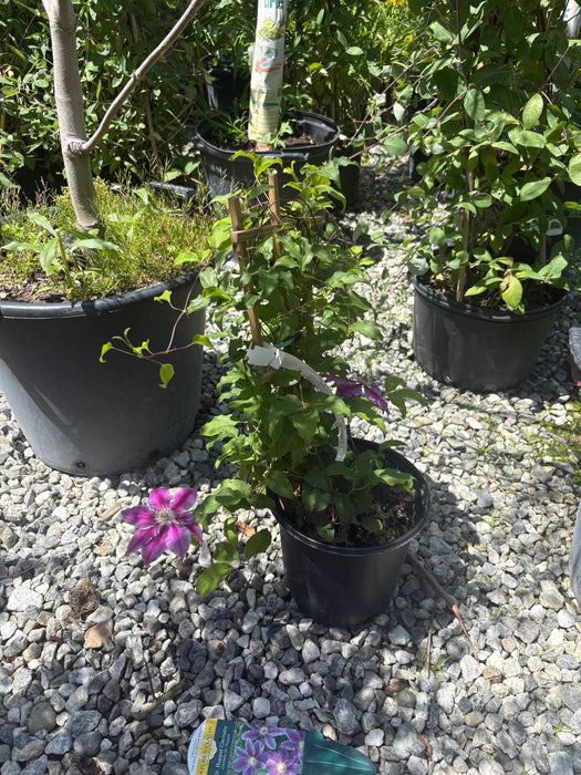 Dr. Ruppel Clematis