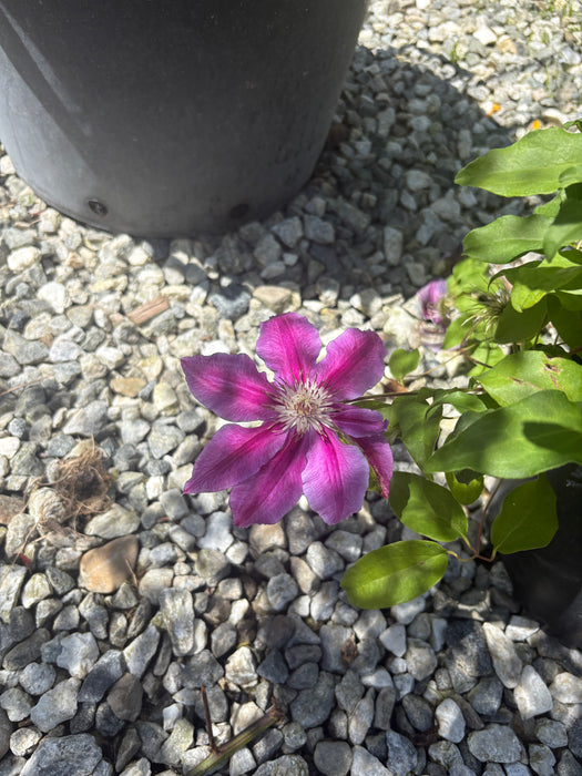 Dr. Ruppel Clematis
