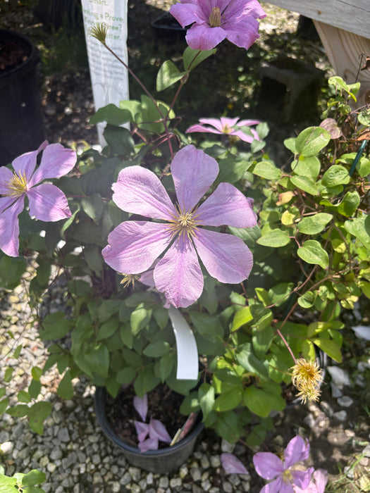Comtesse De Bouchaud Clematis
