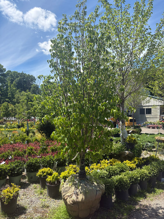Kousa Dogwood