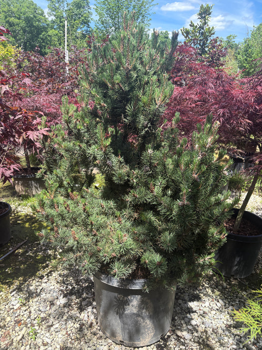 Silver Candles Mountain Pine