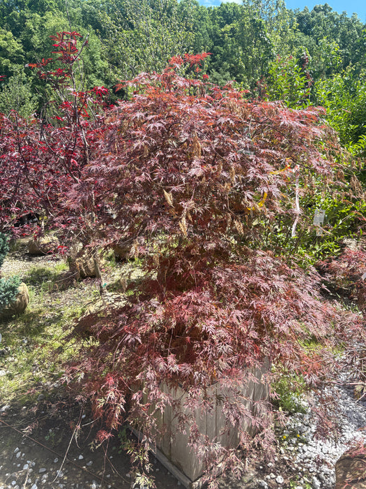 Orangeola Japanese Maple