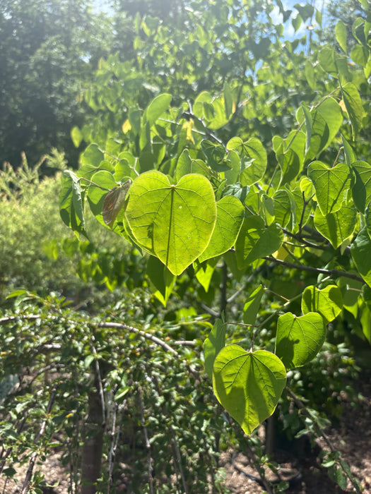 Eastern Redbud