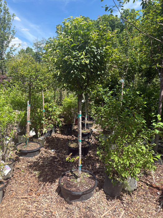 Lollipop® Crabapple