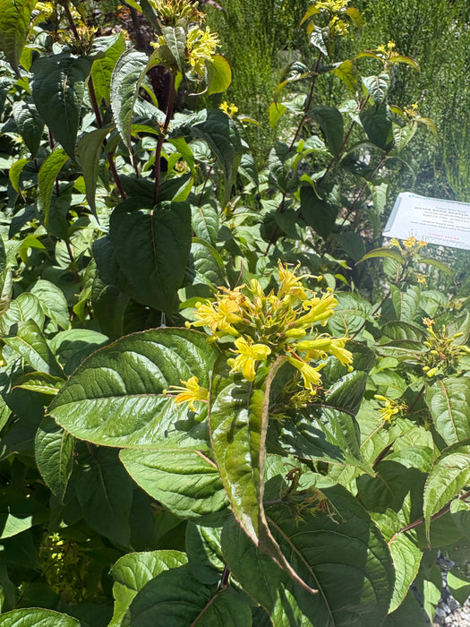Kodiak® Orange Bush Honeysuckle (Diervilla)