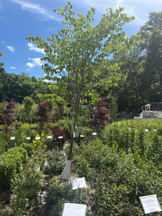 Eastern Redbud