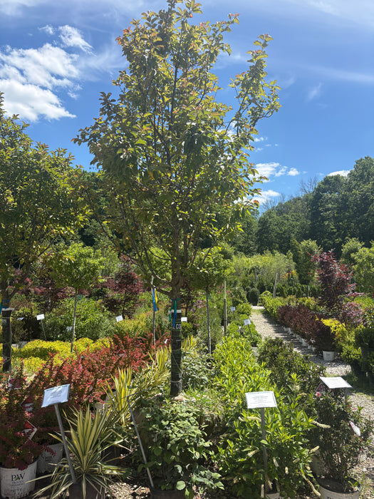 Adams Crabapple