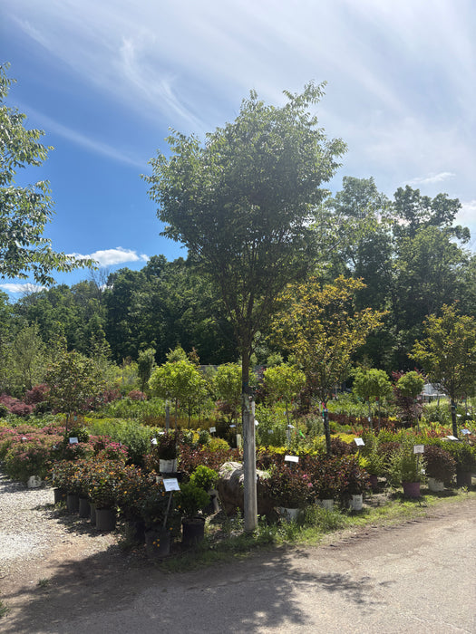 Village Green™ Zelkova