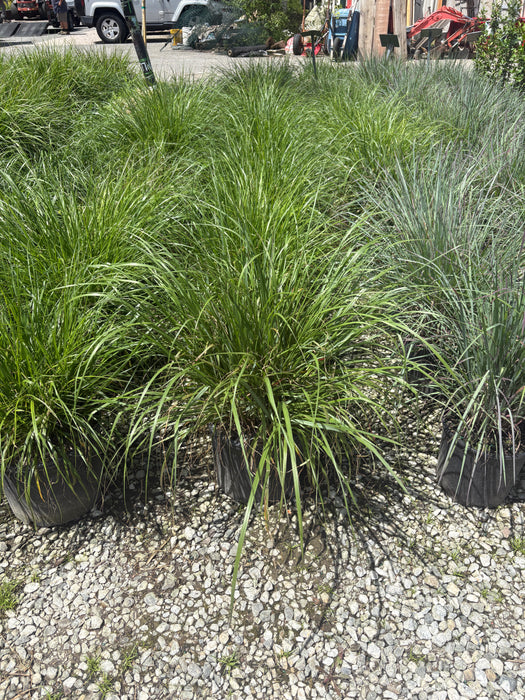 Hush Puppy Fountain Grass