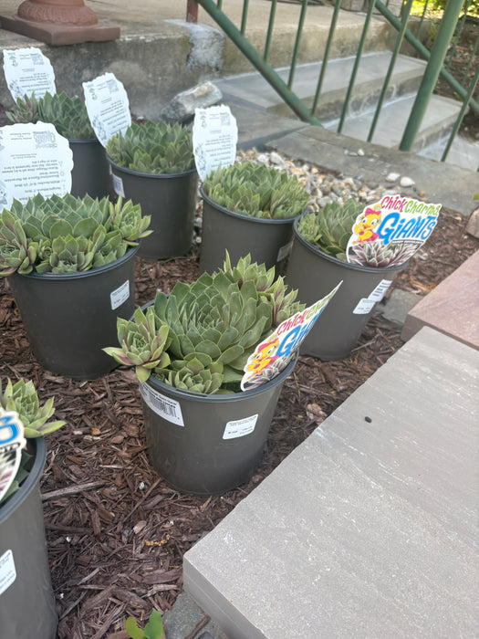 Glacier Blue Hens and Chicks