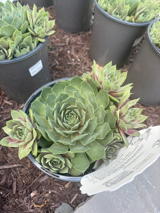 Glacier Blue Hens and Chicks