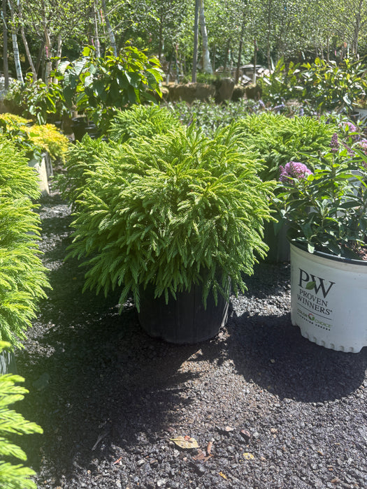 Dwarf Japanese Cedar