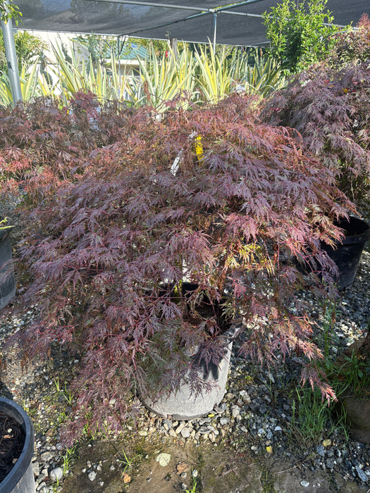 Orangeola Japanese Maple