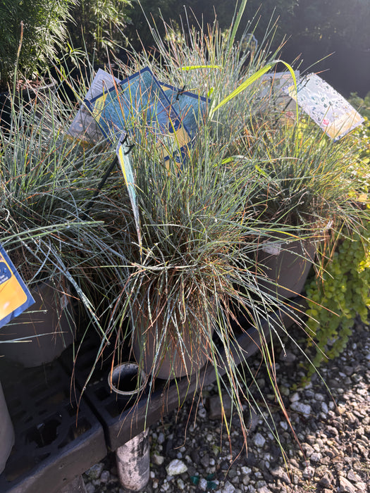 Cool As Ice Blue Fescue