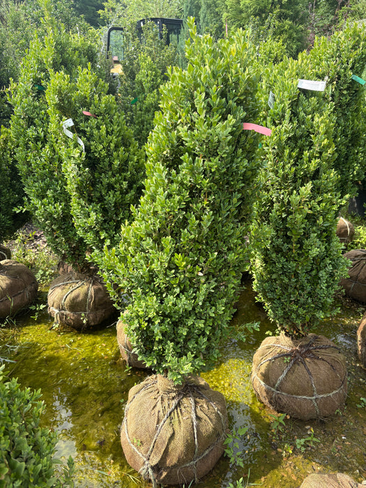 Graham Blandy Boxwood