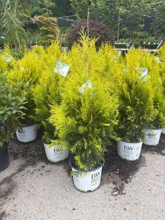 Fluffy® Western Arborvitae