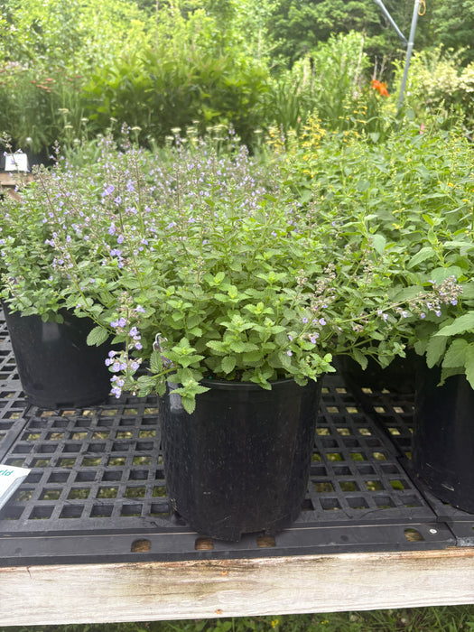 Purrsian Blue Catmint