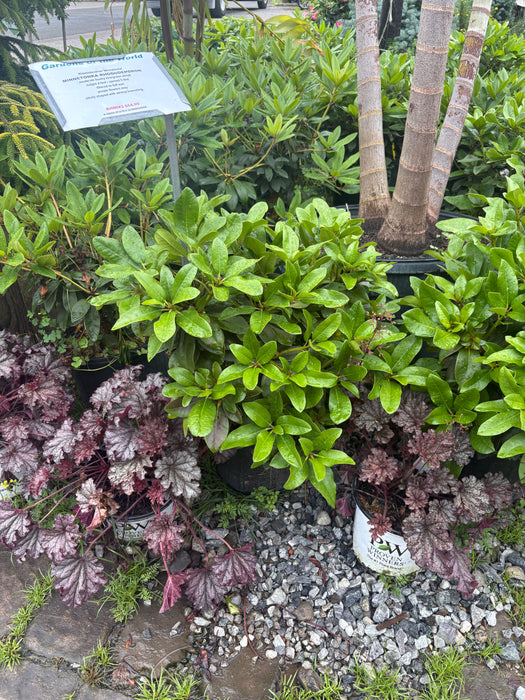 Minnetonka Rhododendron