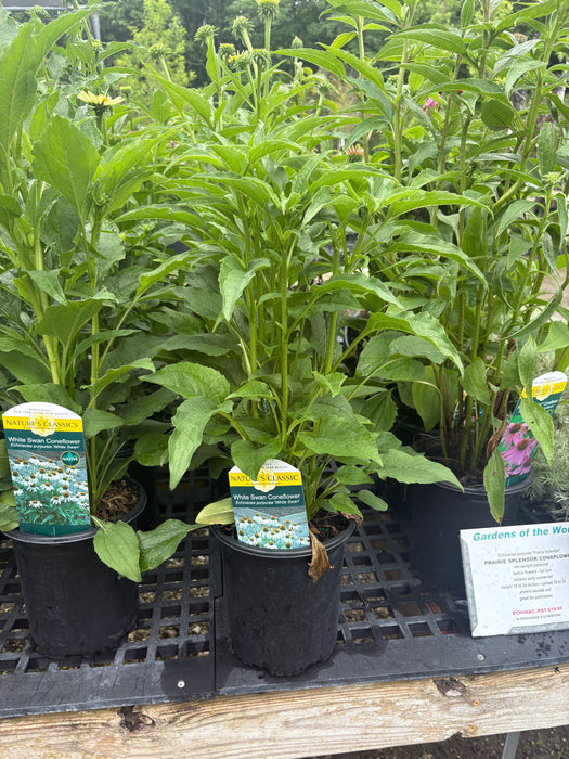 White Swan Coneflower