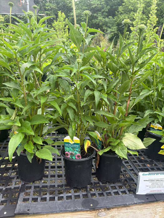 Ruby Star Coneflower