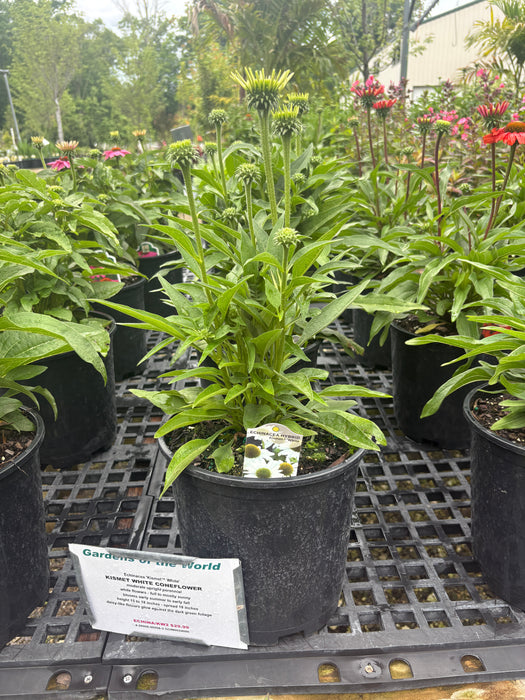 Kismet® White Coneflower
