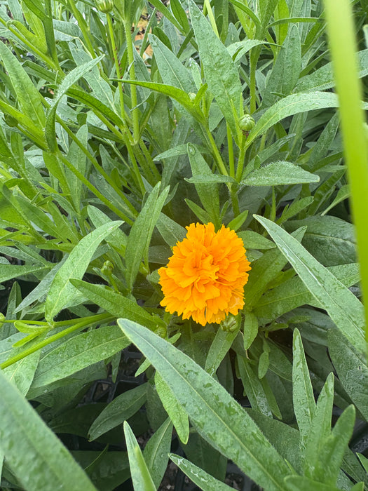 Early Sunrise Tickseed Coreopsis