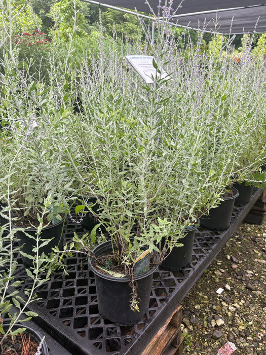 Little Spire Russian Sage