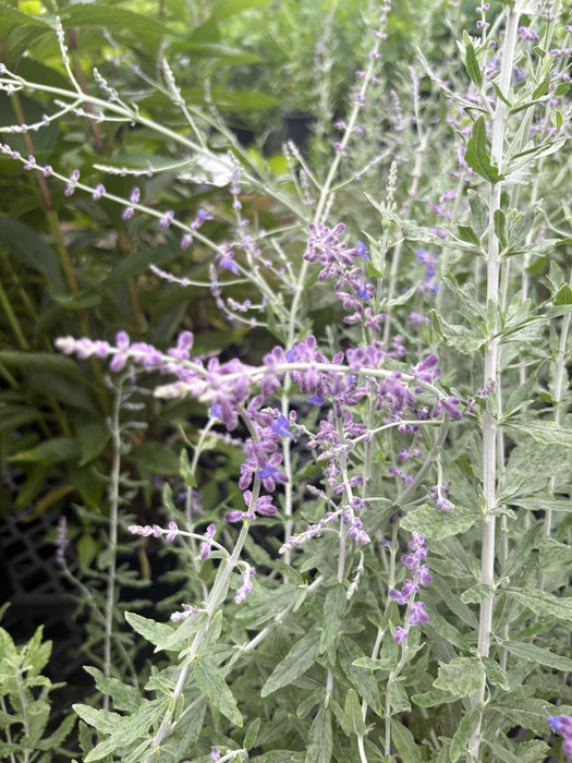 Little Spire Russian Sage