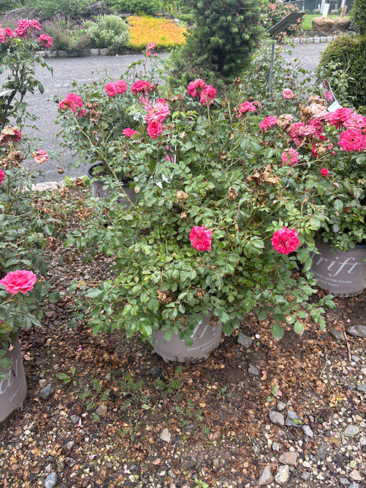 Sweet Drift Rose