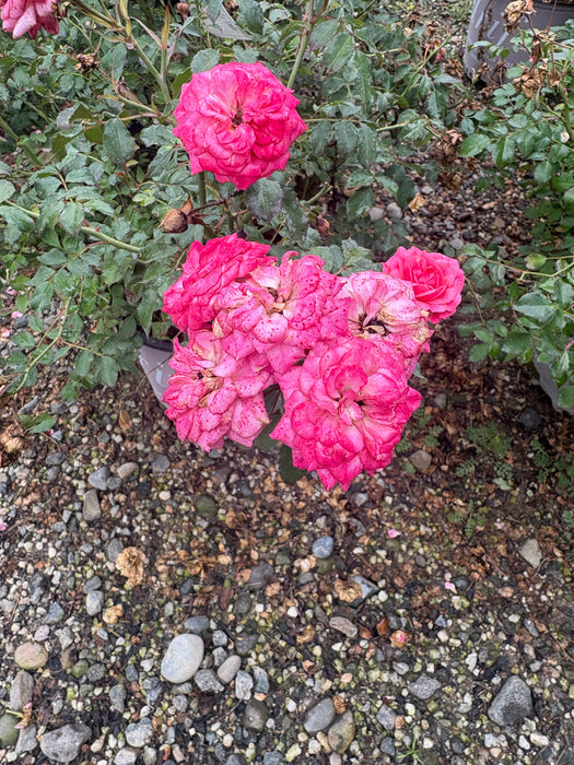 Sweet Drift Rose