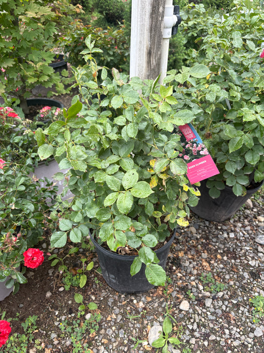 Eden Climbing Rose