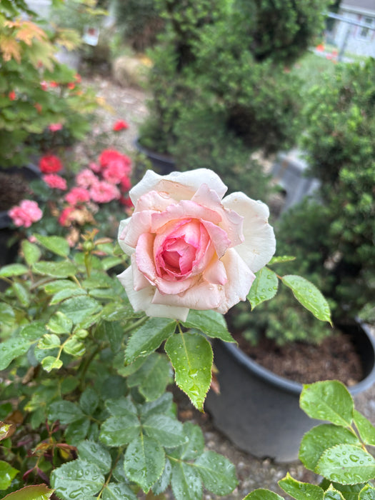 Eden Climbing Rose