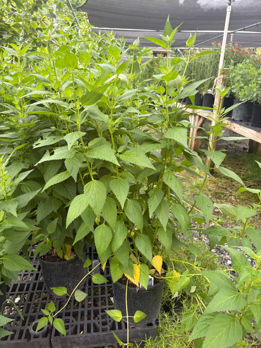 Blue Fortune Hyssop