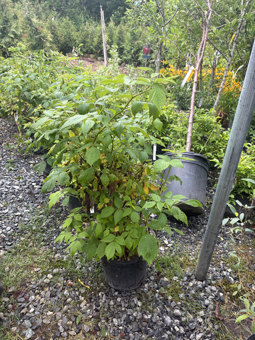 Heritage Raspberry Bush