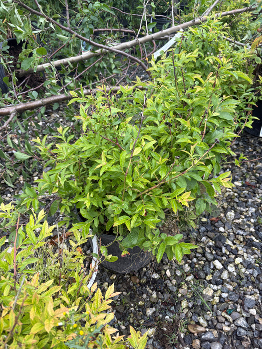 Northcountry Blueberry