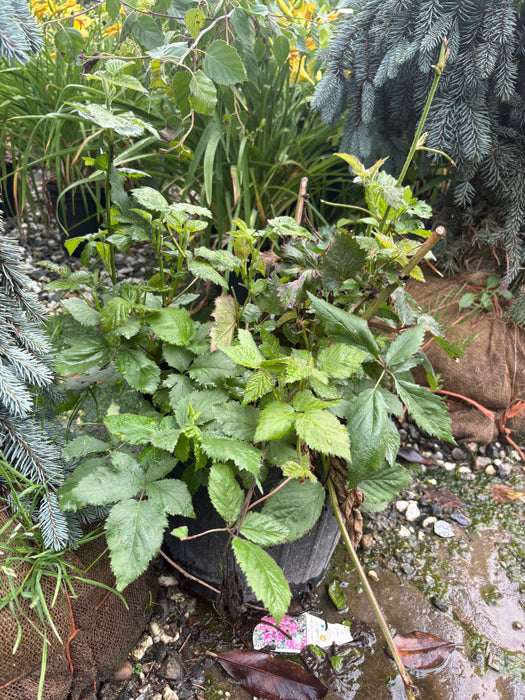Apache Blackberry Bush