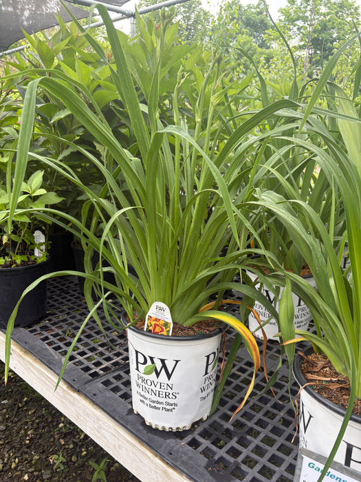 Rainbow Rhythm® Tiger Swirl Daylily