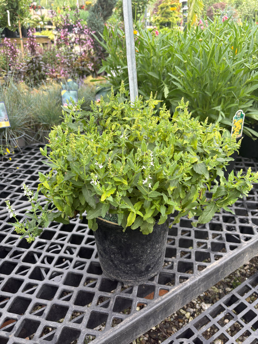 Snow Hill Salvia