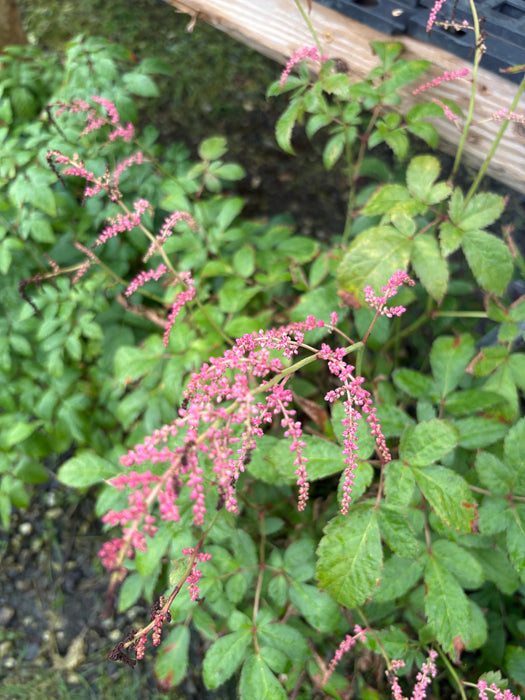 Straussenfeder Ostrich Astilbe