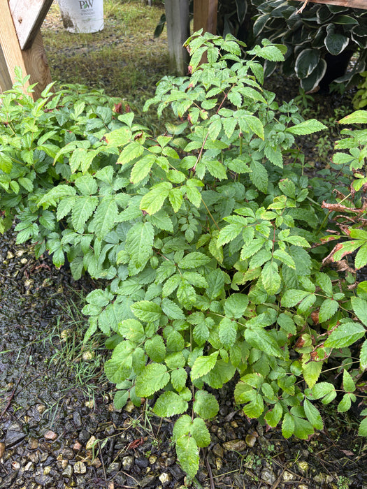 Straussenfeder Ostrich Astilbe
